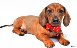 Miniature Dachshund dogs for sale: Issac - Image 1