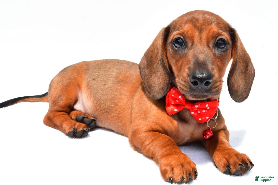 Miniature Dachshund dogs for sale: Issac - Image 1