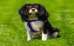 Cavalier King Charles Spaniel dogs for sale: Niki - Image 9
