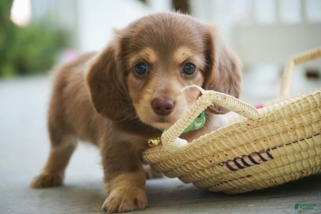 Miniature Dachshund dogs for sale: Forrest - Image 7