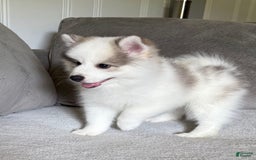 Pomsky dogs for sale: Loki - Image 7