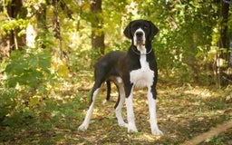 Great Dane dogs for sale: Athena - Image 28