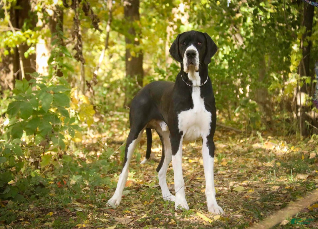 Great Dane dogs for sale: Athena - Image 28
