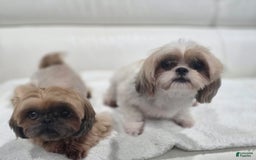 Shih Tzu dogs for sale: Ameera Imperial Shih Tzu - Image 3