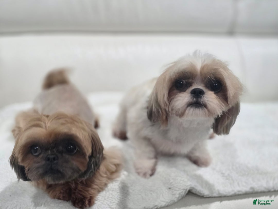 Shih Tzu dogs for sale: Ameera Imperial Shih Tzu - Image 3