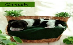 Bernedoodle dogs for sale: Crush - Image 3