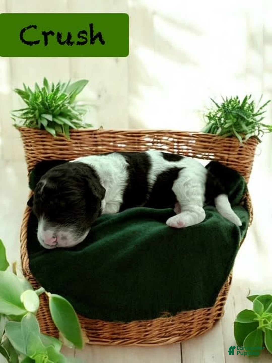 Bernedoodle dogs for sale: Crush - Image 3