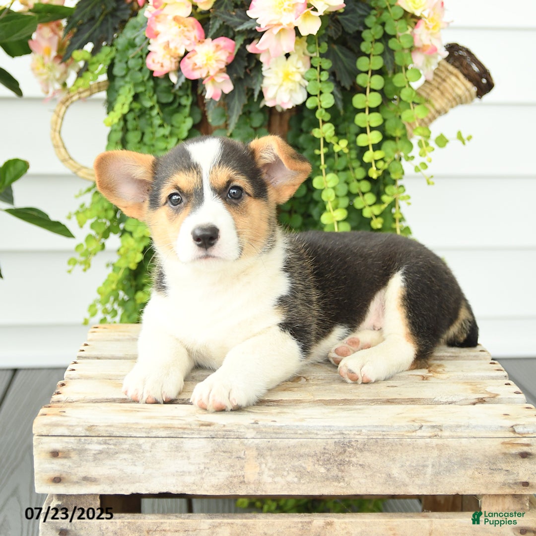 Welsh Corgi Pembroke dogs for sale: Polly - Image 1