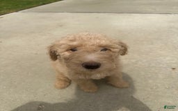 Goldendoodle dogs for sale: Jane - Image 3