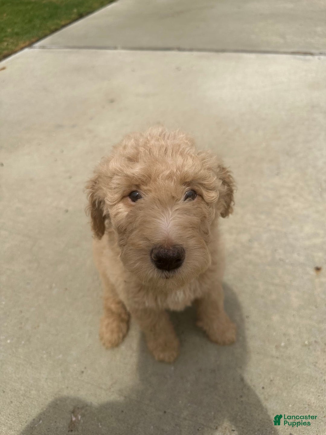 Goldendoodle dogs for sale: Jane - Image 3