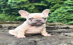 French Bulldog dogs for sale: Genius - Image 6
