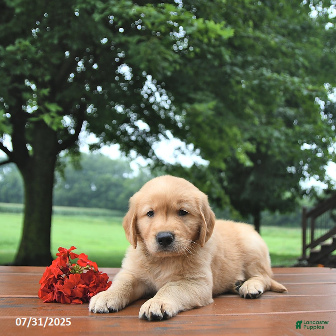 Golden Retriever dogs for sale: Golden Retriever 8 puppies - Image 19