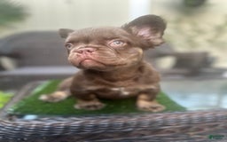 French Bulldog dogs for sale: Teddy - Image 4