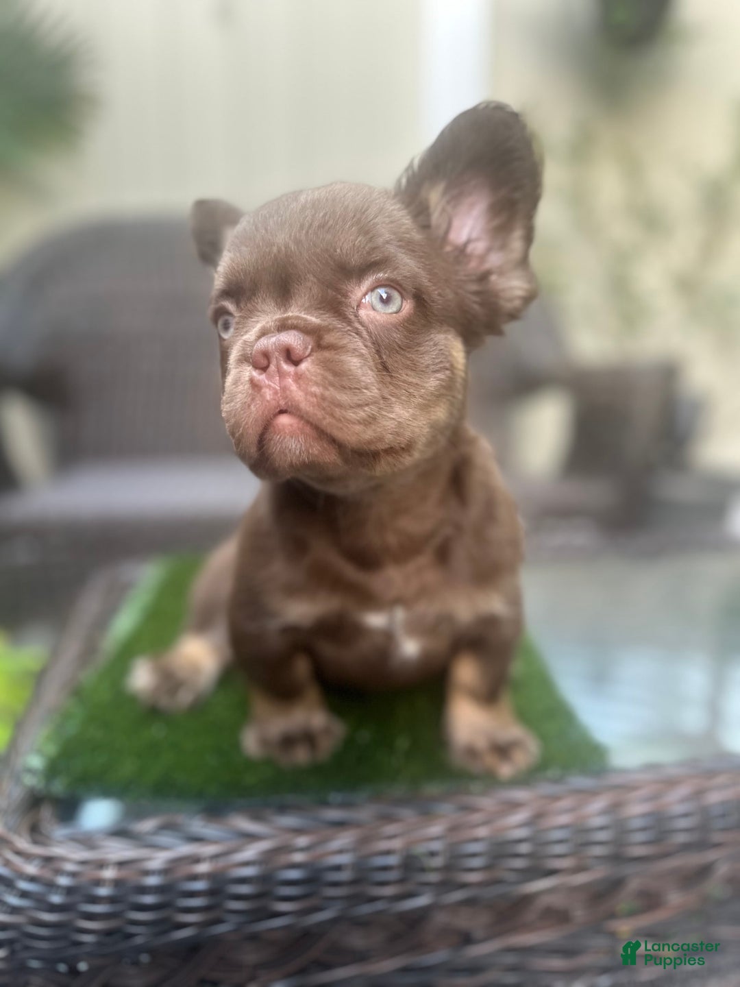 French Bulldog dogs for sale: Teddy - Image 4