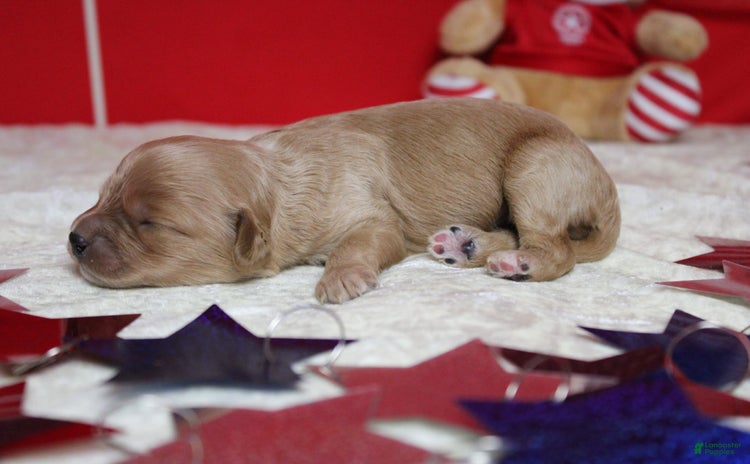 Cavapoo dogs for sale - Ad 1
