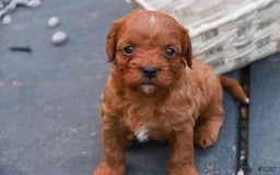 Cavalier King Charles Spaniel dogs for sale: Monty - Image 21