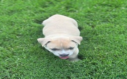 American Bully dogs for sale: Simba - Image 5
