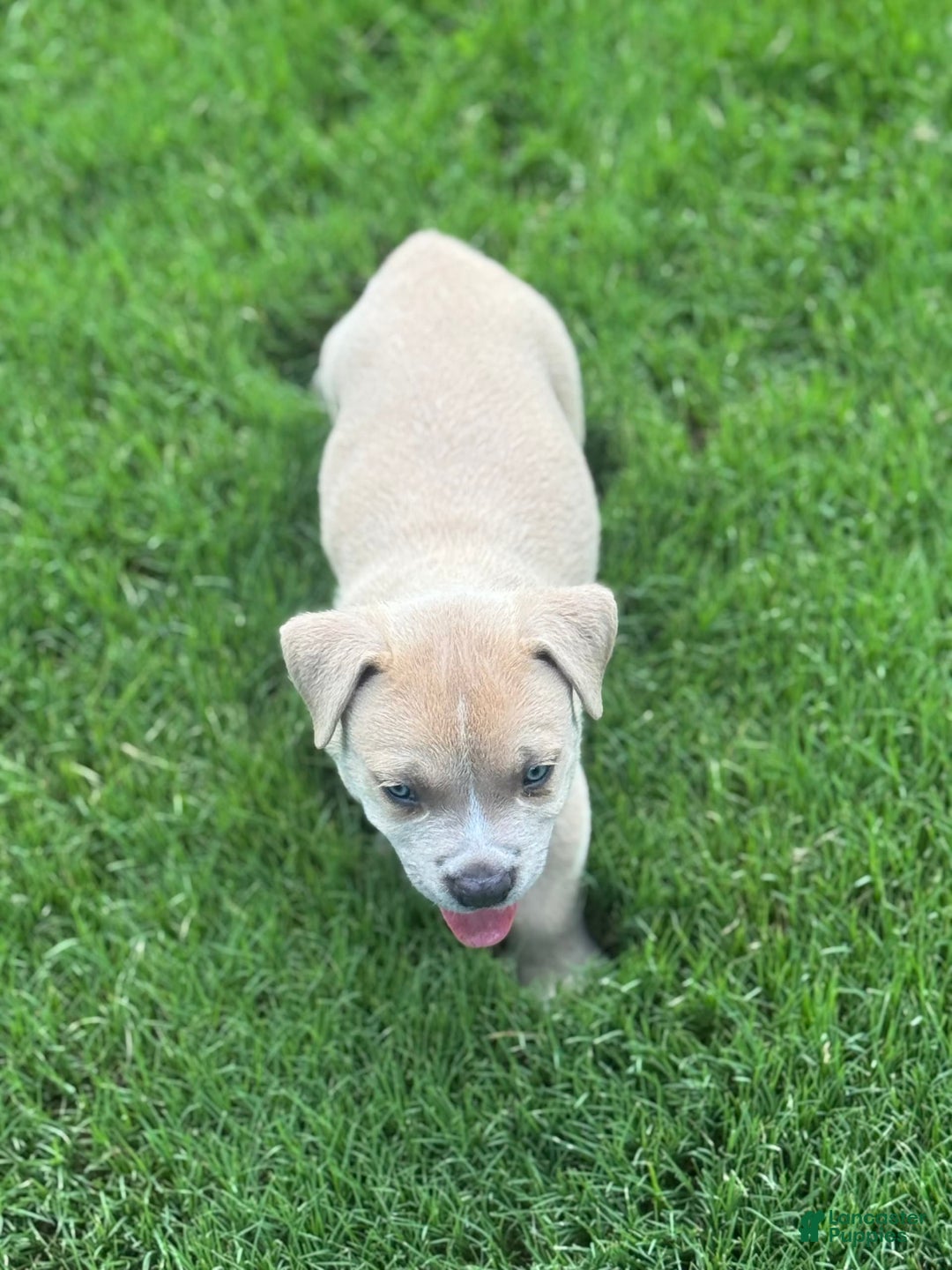 American Bully dogs for sale: Simba - Image 5