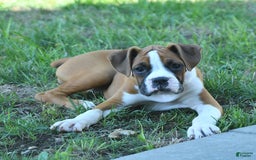 Boxer dogs for sale: Faithful - Image 6