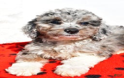 Mini Aussiedoodle dogs for sale: Emily - Image 5