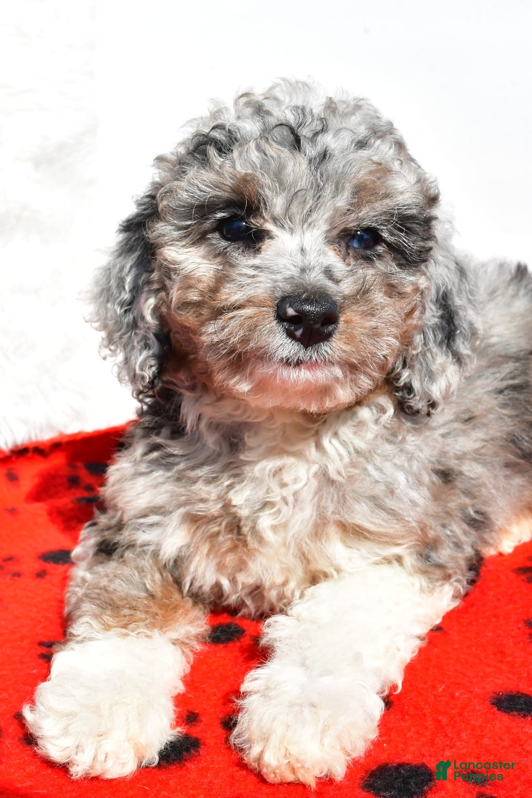 Mini Aussiedoodle dogs for sale: Emily - Image 5