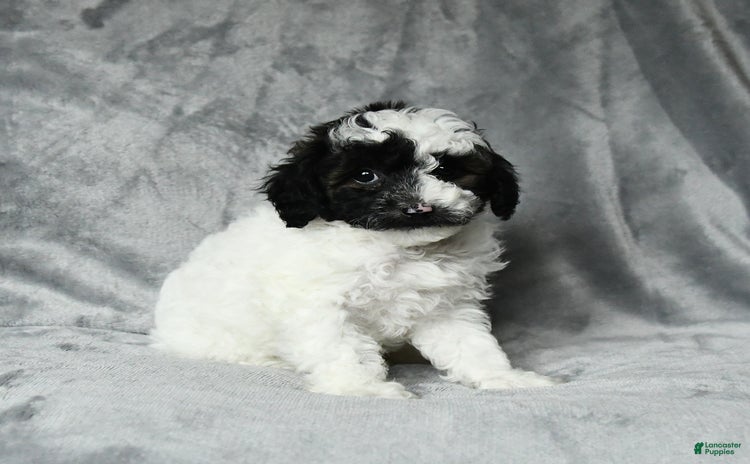 Toy Poodle dogs for sale - Ad 5
