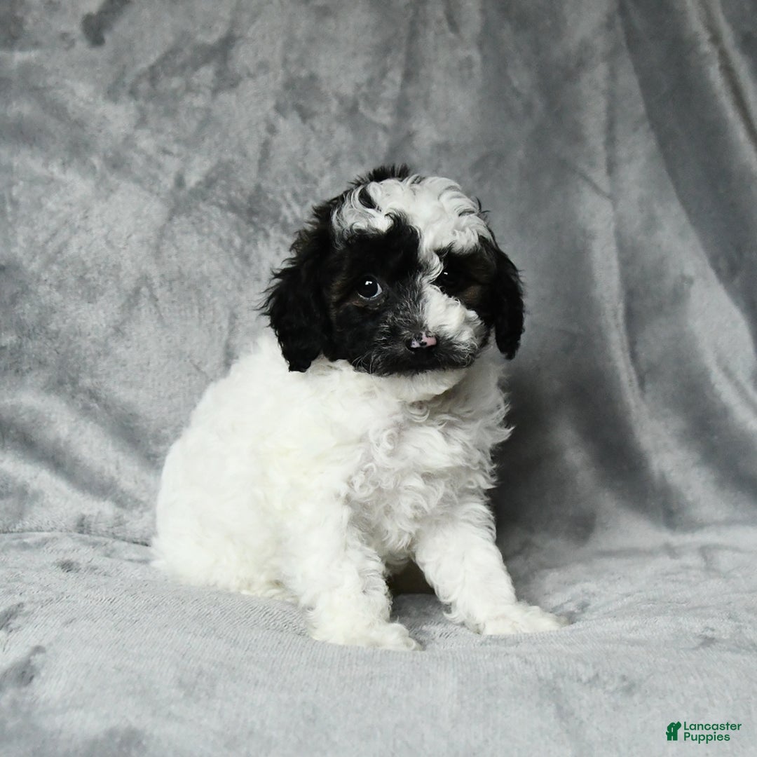 Toy Poodle dogs for sale: Checkers - Image 1
