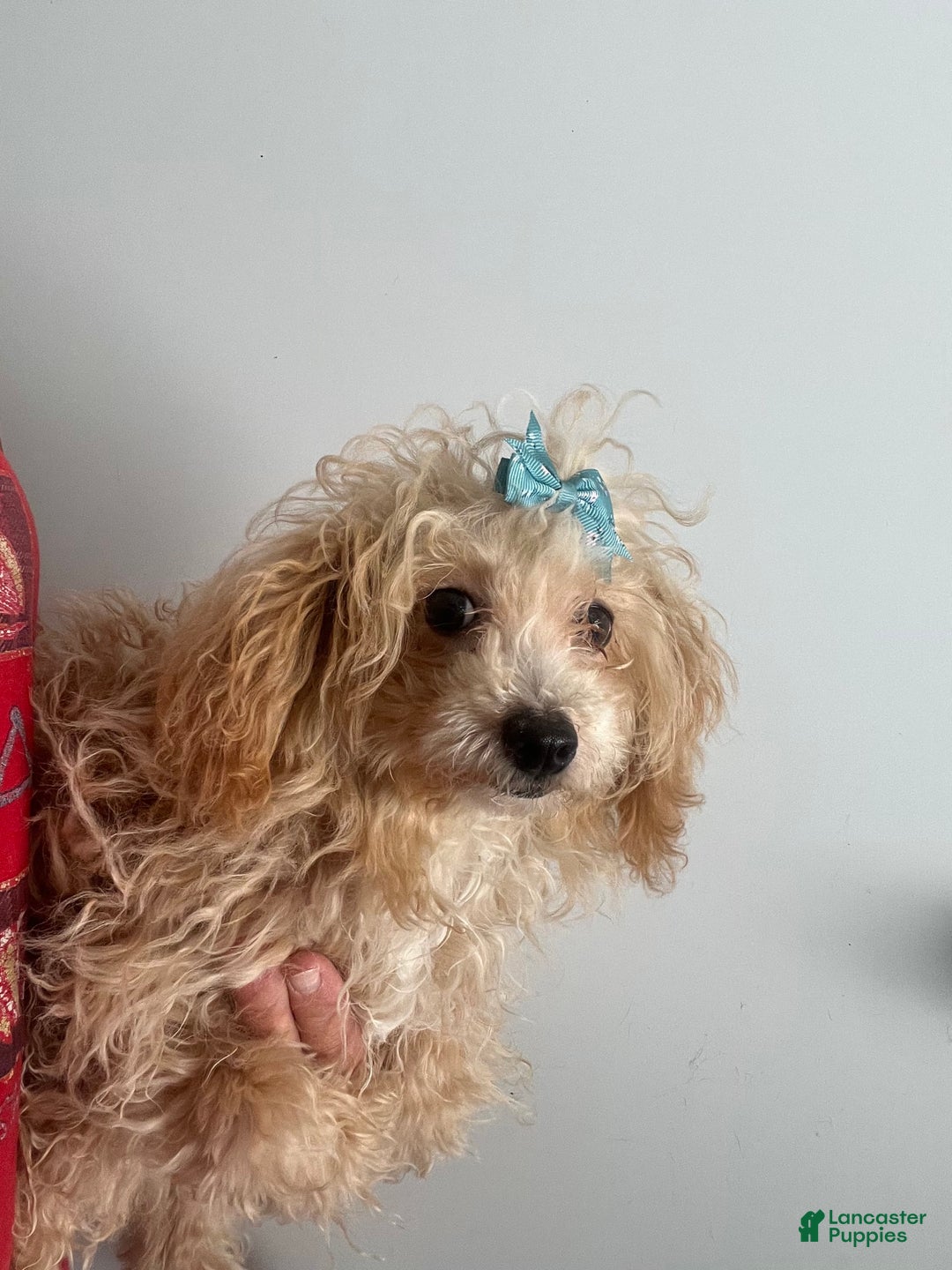 Miniature Poodle dogs for sale: Prissy - Image 4