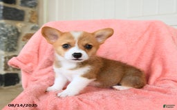 Welsh Corgi Pembroke dogs for sale: Valentino AKC - Image 1