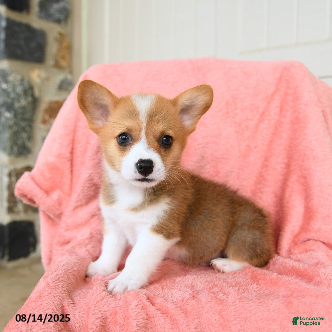 Welsh Corgi Pembroke dogs for sale: Valentino AKC - Image 1
