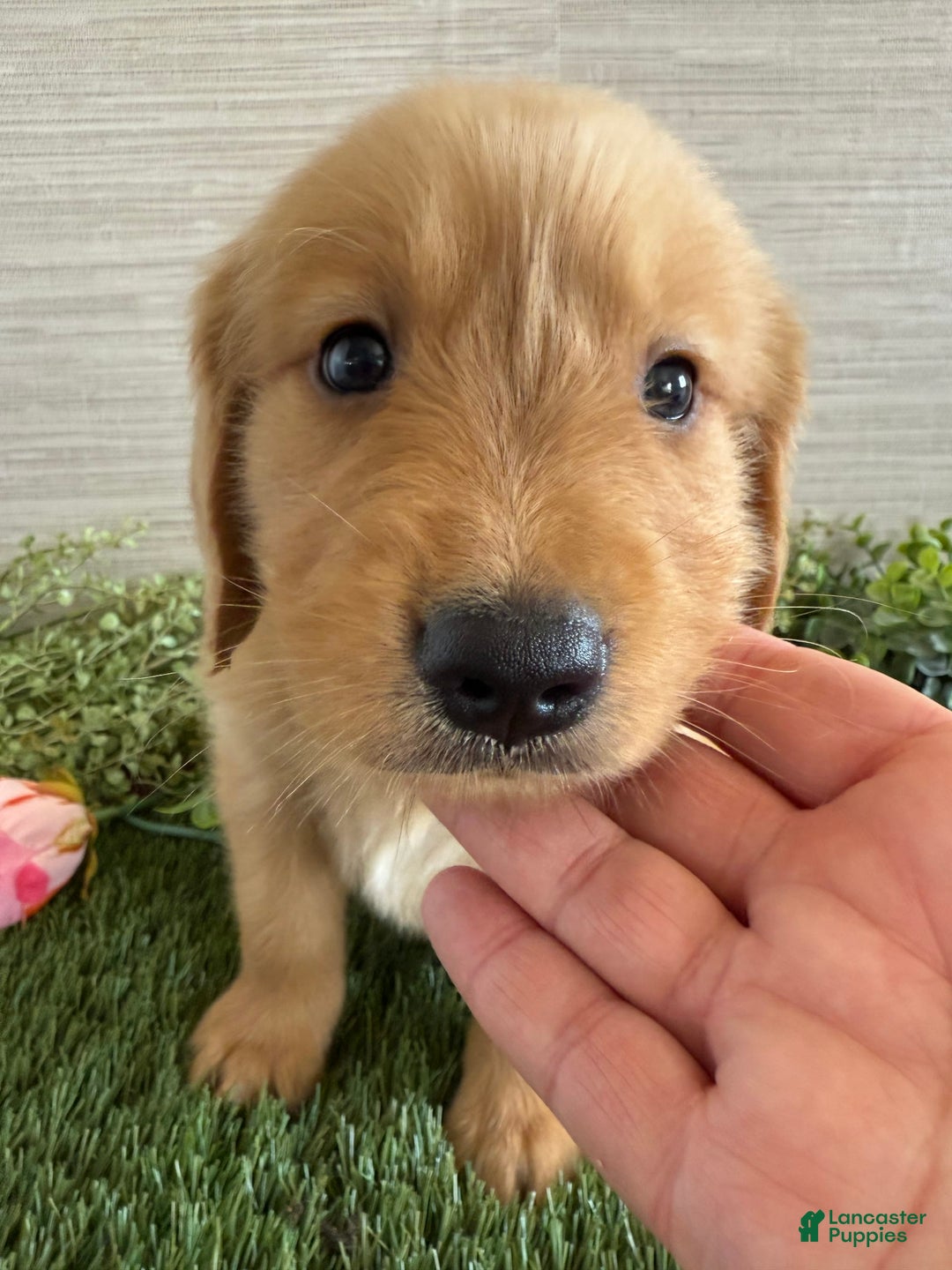 Golden Retriever dogs for sale: Luke - Image 3
