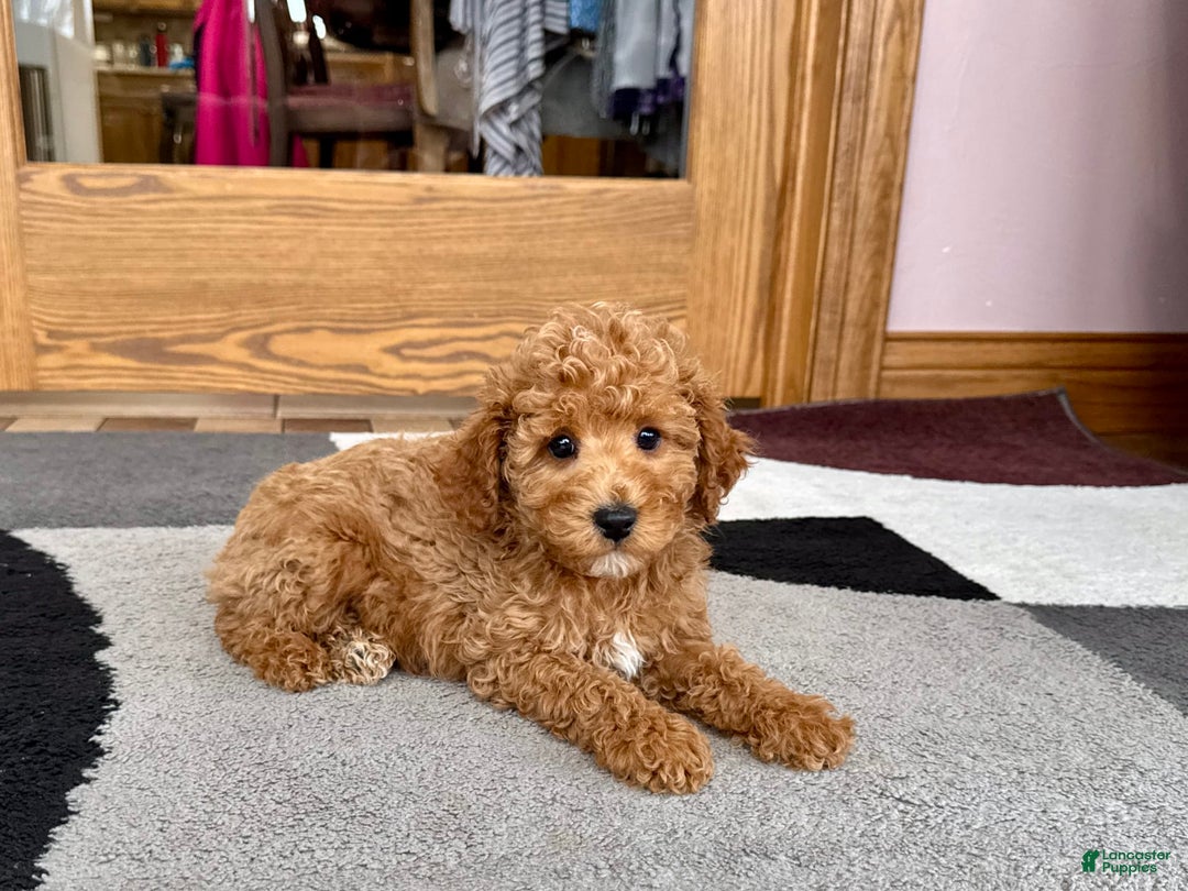 Cavapoo dogs for sale: Jaron - Image 7
