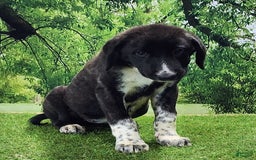 Anatolian Shepherd dogs for sale: AKC Dusty 2025 Female 1 - Image 2