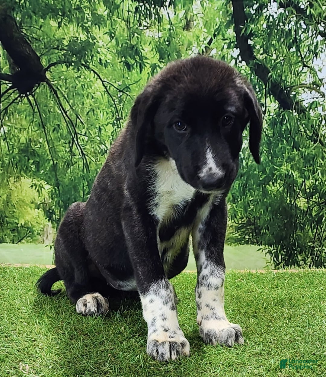 Anatolian Shepherd dogs for sale: AKC Dusty 2025 Female 1 - Image 2