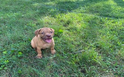Presa Canario dogs for sale: Ferrari - Image 6