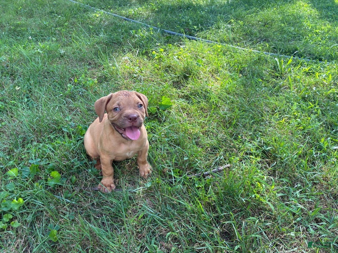 Presa Canario dogs for sale: Ferrari - Image 6