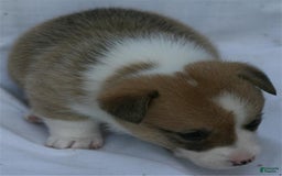 Welsh Corgi Pembroke dogs for sale: Maple - Image 1