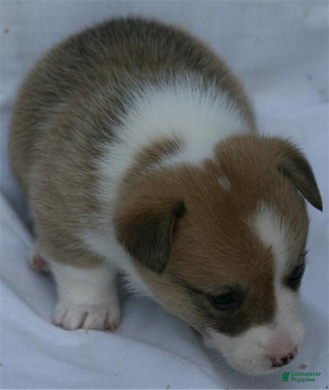 Welsh Corgi Pembroke dogs for sale: Maple - Image 1