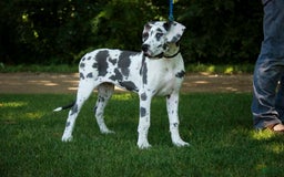 Great Dane dogs for sale: Electra - Image 24