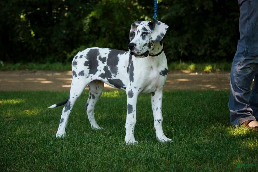 Great Dane dogs for sale: Electra - Image 24