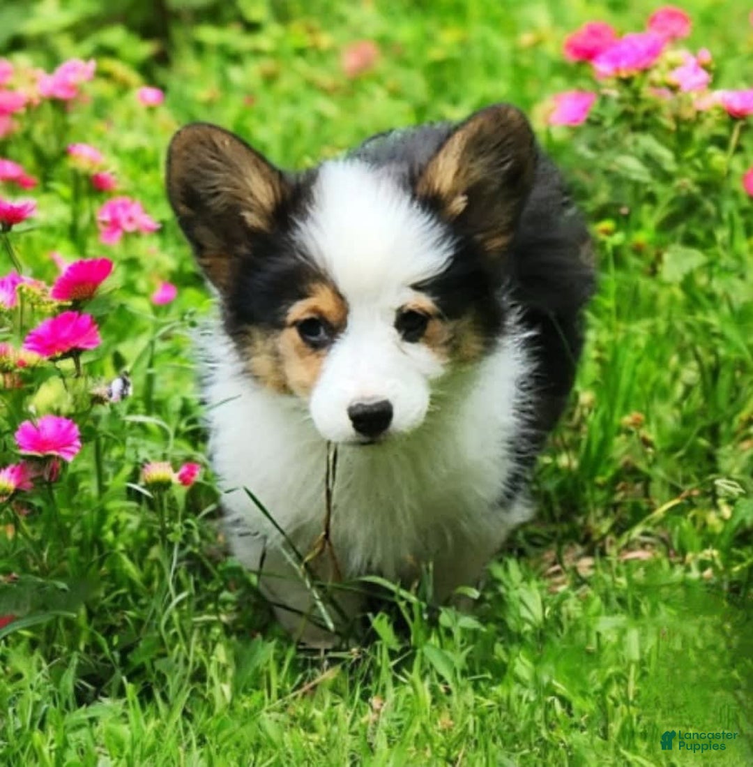 Welsh Corgi Pembroke dogs for sale: Trixie Fluffy - Image 13