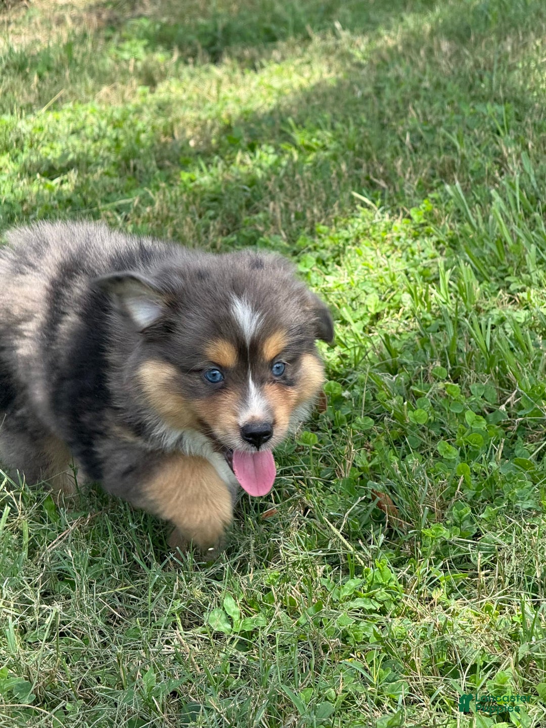  dogs for sale: Toy Australian Shepherd 2 puppies - Image 6