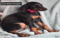Doberman Pinscher dogs for sale: Grechen - Image 6