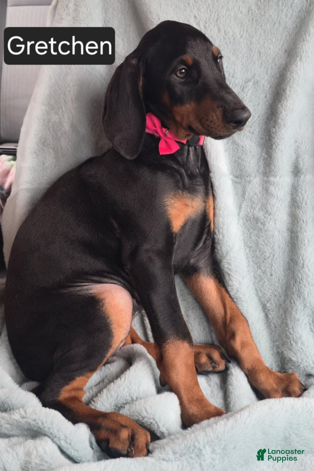 Doberman Pinscher dogs for sale: Grechen - Image 6