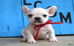French Bulldog dogs for sale: Fido - Image 3