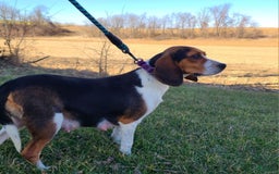 Beaglier dogs for sale: Oscar - Image 10