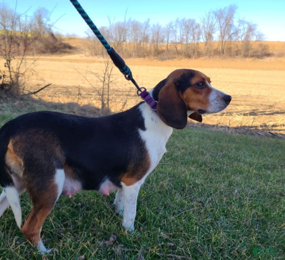 Beaglier dogs for sale: Oscar - Image 10