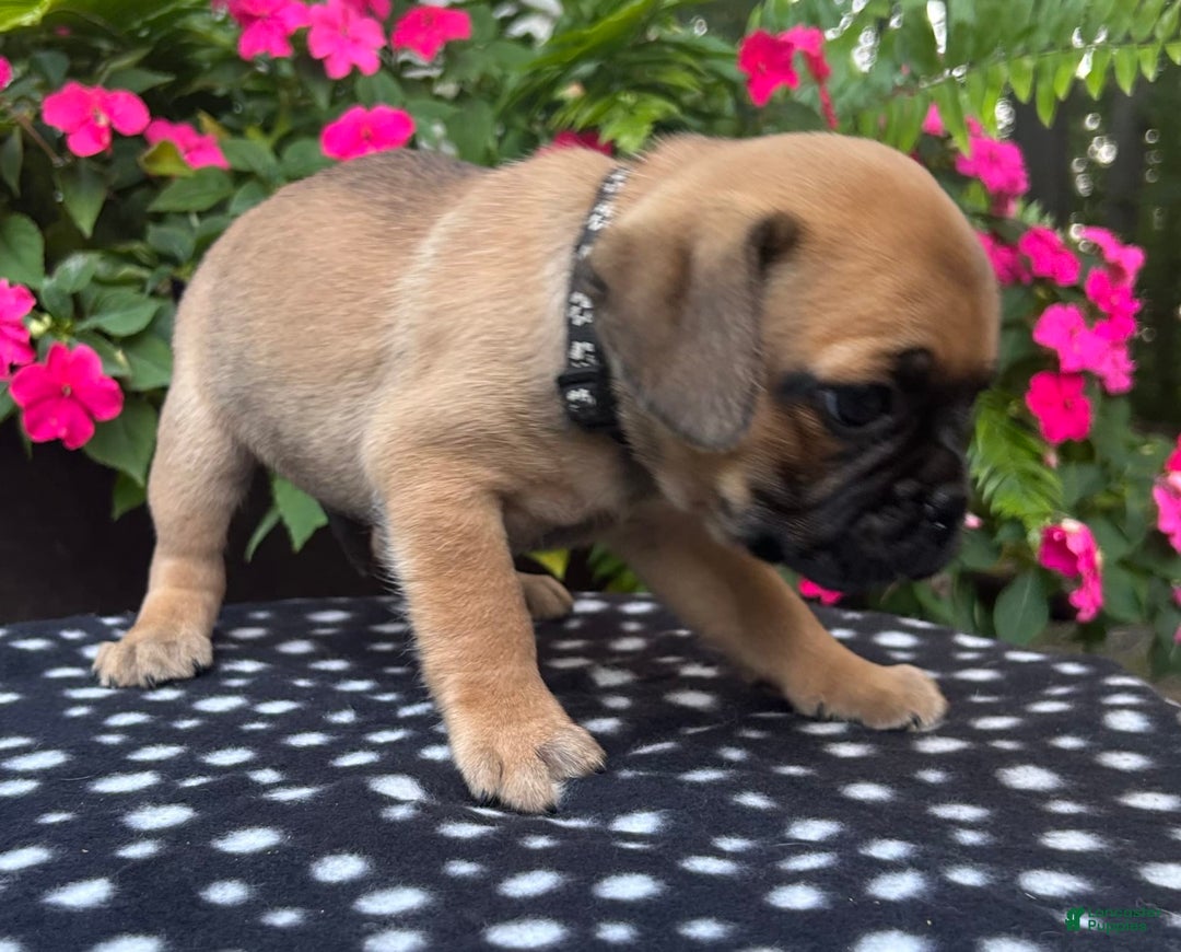 Puggle dogs for sale: Elmo - Image 3