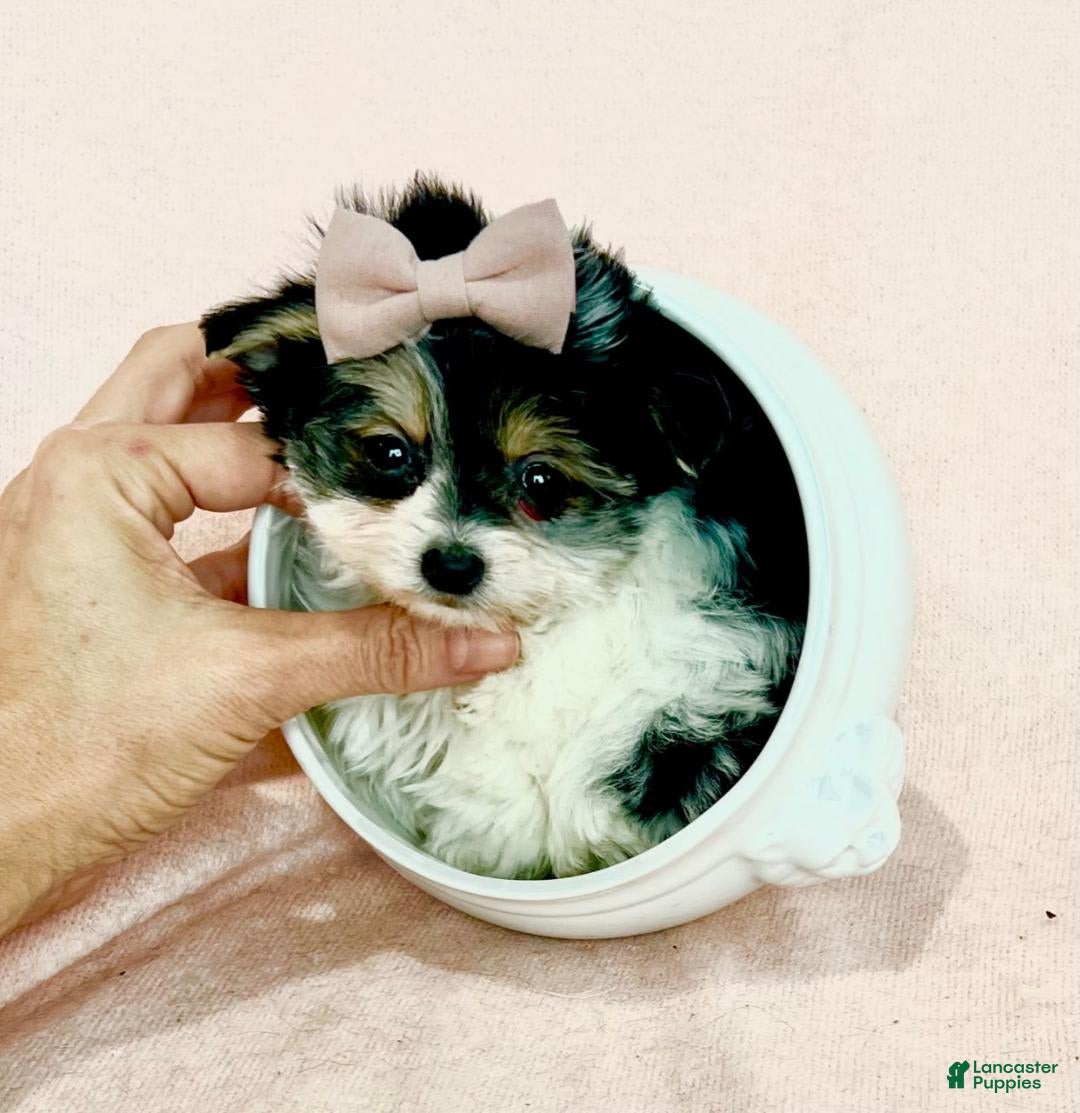 Yorkshire Terrier dogs for sale: Tina - Image 1