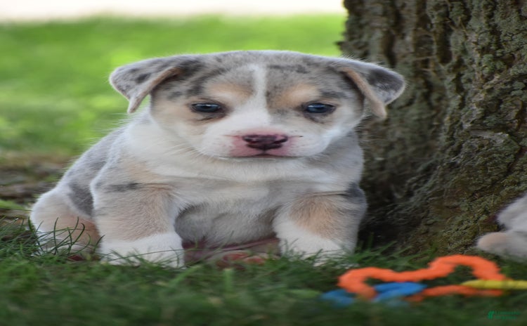 Beabull dogs for sale - Ad 3